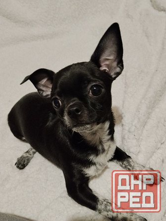 Чихуахуа, мальчики 7 месяцев. Луганск - изображение 5