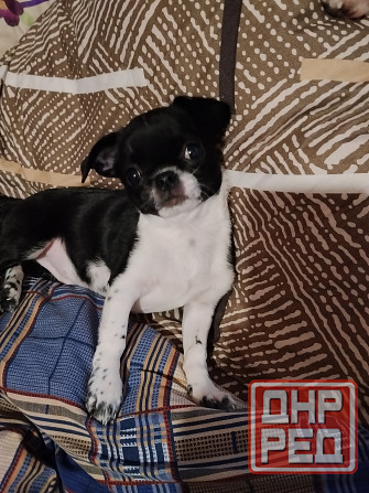 Чихуахуа, мальчики 7 месяцев. Луганск - изображение 3