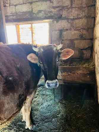 Продам корову Донецк