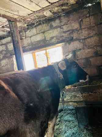 Продам корову Донецк