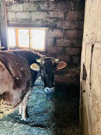 Продам корову Донецк