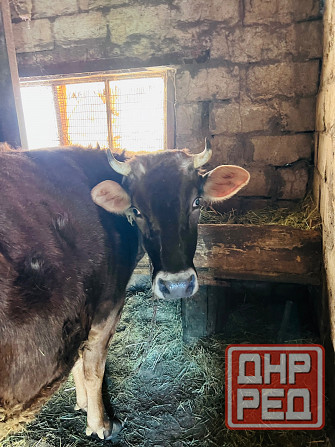 Продам корову Донецк - изображение 2