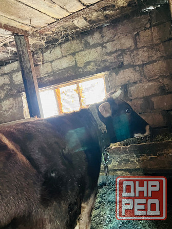Продам корову Донецк - изображение 3