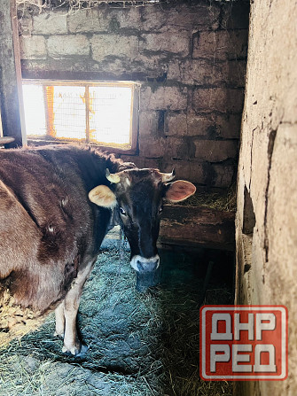 Продам корову Донецк - изображение 1