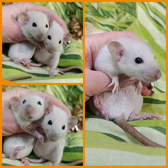 Крысята Дамбо мальчики и девочки Донецк