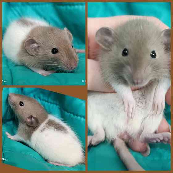 Крысята Дамбо мальчики и девочки Донецк