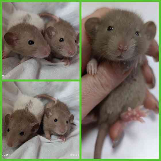 Крысята Дамбо мальчики и девочки Донецк