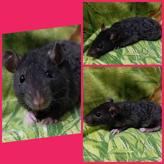 Крысята Дамбо мальчики и девочки Донецк