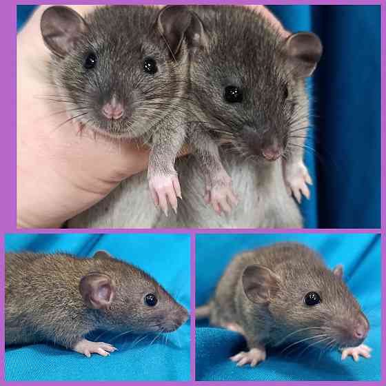 Крысята Дамбо мальчики и девочки Донецк