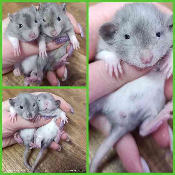 Крысята Дамбо мальчики и девочки Донецк