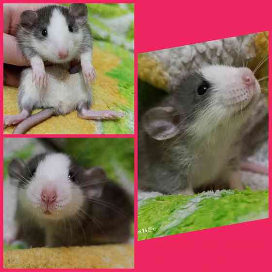 Крысята Дамбо мальчики и девочки Донецк