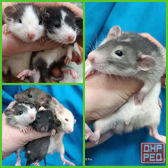 Крысята Дамбо мальчики и девочки Донецк - изображение 7