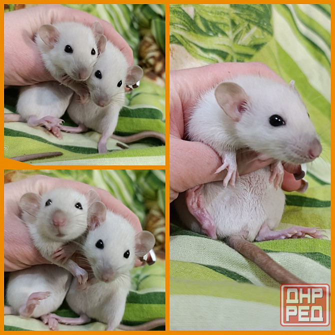 Крысята Дамбо мальчики и девочки Донецк - изображение 2