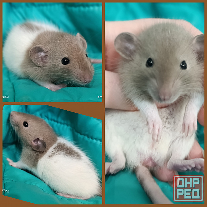 Крысята Дамбо мальчики и девочки Донецк - изображение 1