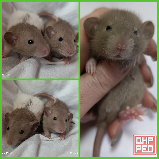 Крысята Дамбо мальчики и девочки Донецк - изображение 4