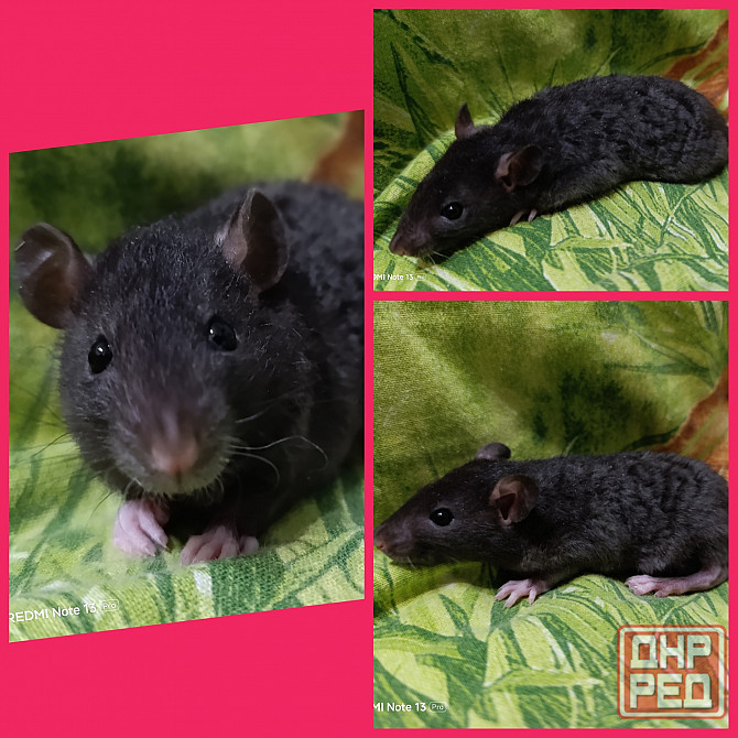 Крысята Дамбо мальчики и девочки Донецк - изображение 6