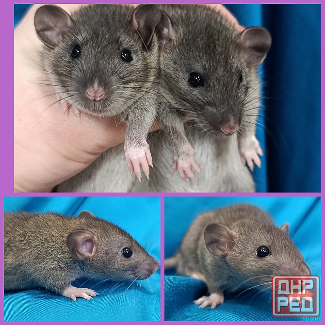 Крысята Дамбо мальчики и девочки Донецк - изображение 8