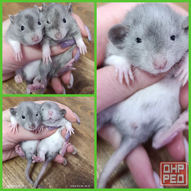 Крысята Дамбо мальчики и девочки Донецк - изображение 5