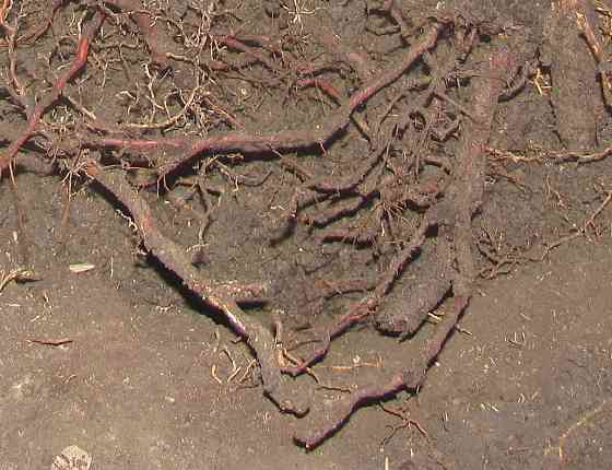 Роад кругля, приеде Янукович Донецк