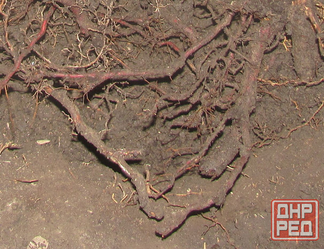 Роад кругля, приеде Янукович Донецк - изображение 1