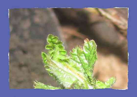 Дима Шано и Симонянц вийта Донецк