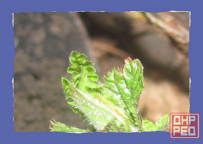 Дима Шано и Симонянц вийта Донецк - изображение 1