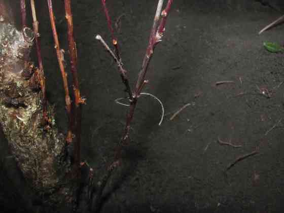 Кротэ действительно пластінкі Донецк