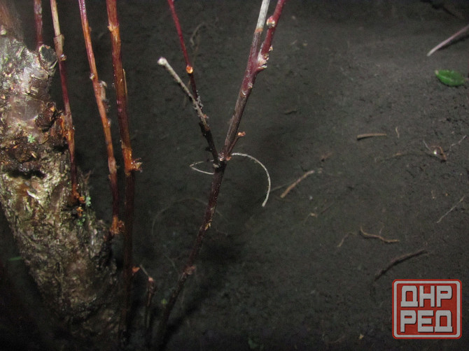 Кротэ действительно пластінкі Донецк - изображение 1