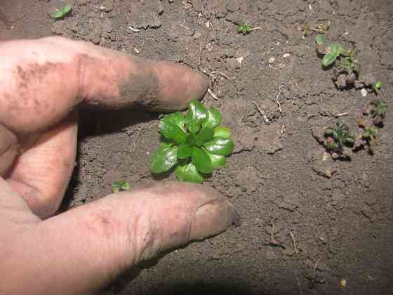 Ешо нальём, покурим татабака Донецк
