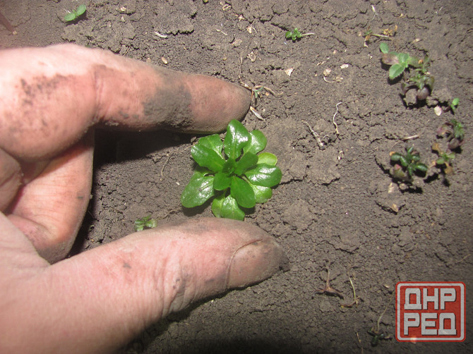 Ешо нальём, покурим татабака Донецк - изображение 1