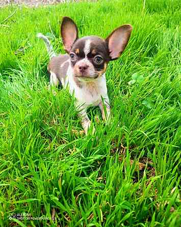 в продаже два очаровательных мальчика чихуахуа Енакиево