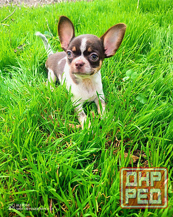 в продаже два очаровательных мальчика чихуахуа Енакиево - изображение 3