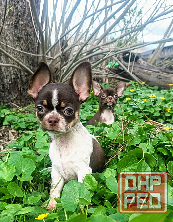 в продаже два очаровательных мальчика чихуахуа Енакиево - изображение 1