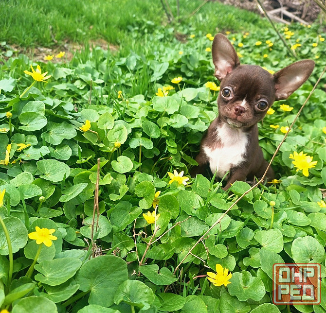 в продаже два очаровательных мальчика чихуахуа Енакиево - изображение 2