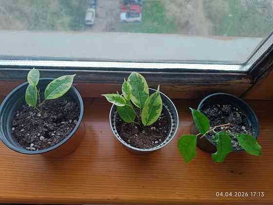 Продам Фикус Бенджамина Кинки Донецк