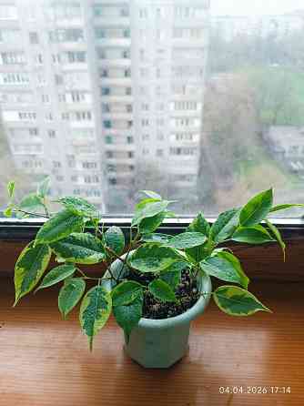 Продам Фикус Бенджамина Кинки Донецк