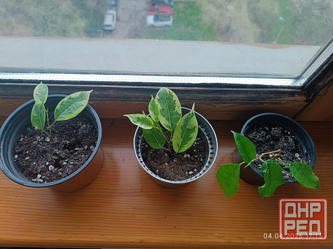 Продам Фикус Бенджамина Кинки Донецк - изображение 2