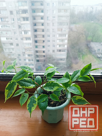 Продам Фикус Бенджамина Кинки Донецк - изображение 1