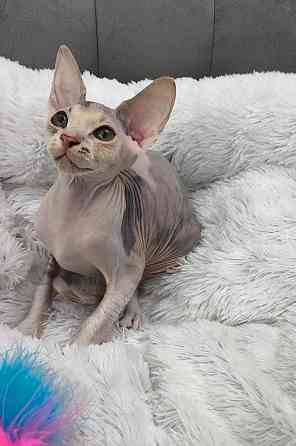 Канадский сфинкс Донецк