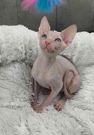 Канадский сфинкс Донецк