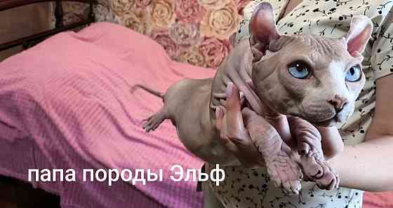 Канадский сфинкс Донецк