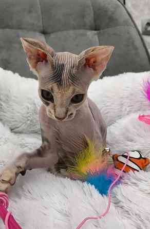 Канадский сфинкс Донецк