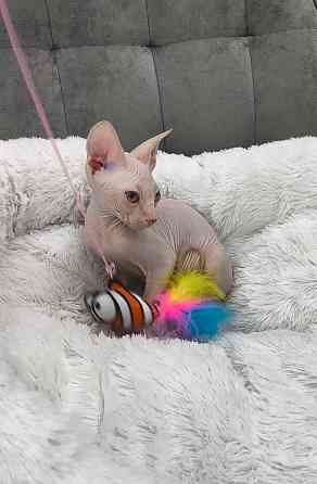 Канадский сфинкс Донецк