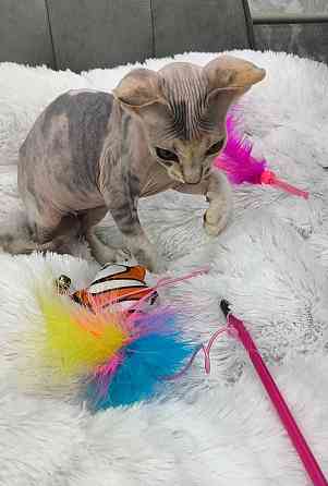 Канадский сфинкс Донецк