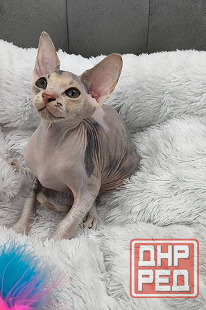 Канадский сфинкс Донецк - изображение 2