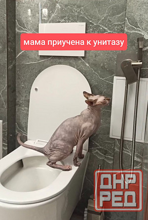 Канадский сфинкс Донецк - изображение 8