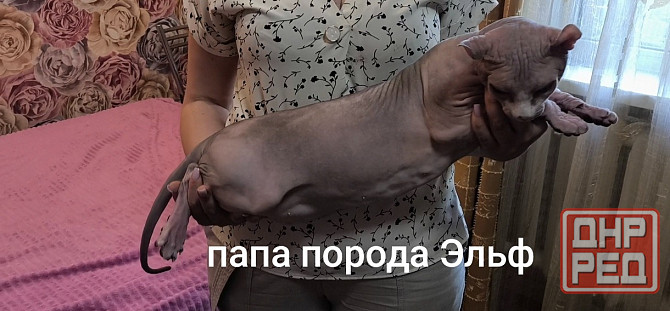 Канадский сфинкс Донецк - изображение 7