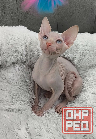 Канадский сфинкс Донецк - изображение 4