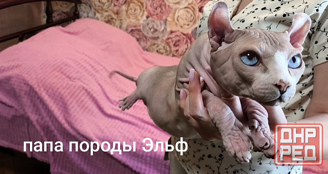 Канадский сфинкс Донецк - изображение 1