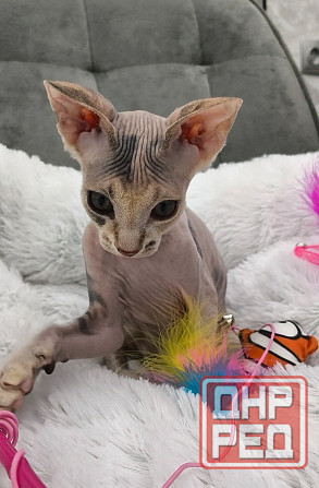 Канадский сфинкс Донецк - изображение 6